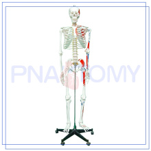 PNT-0102 170cm scientific Human muscle Skeleton Model